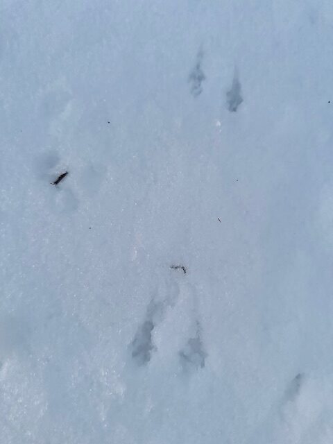 bird tracks in snow in Texas