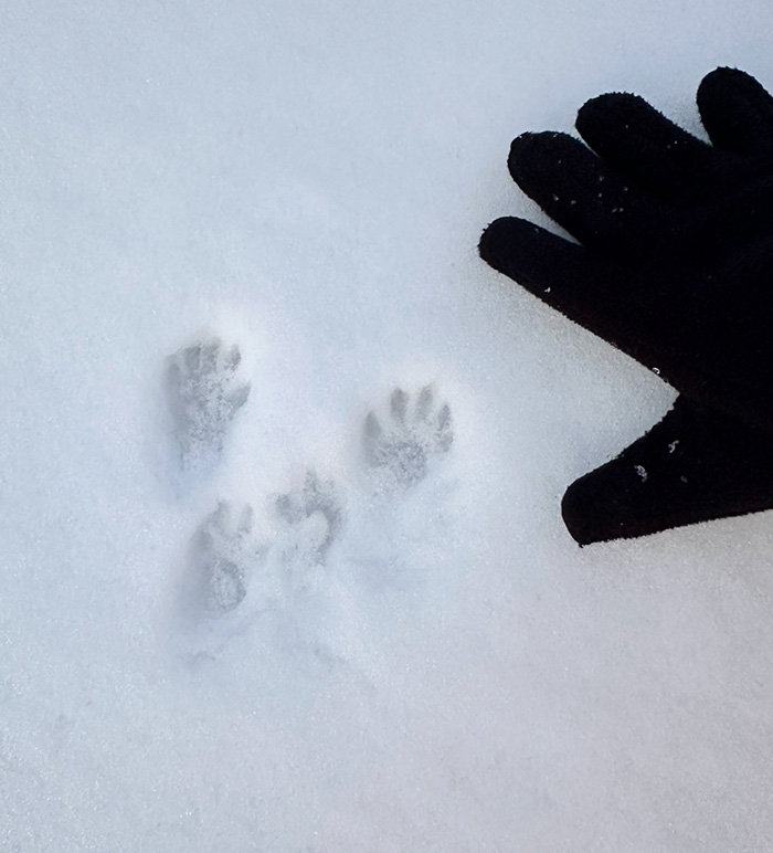 Squirrel tracks in the snow - activity Kindergarten