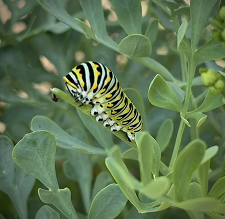 Black swallowtail caterpillar