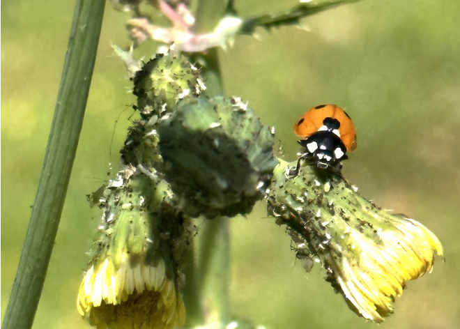 Food web scavenger hunt ladybug